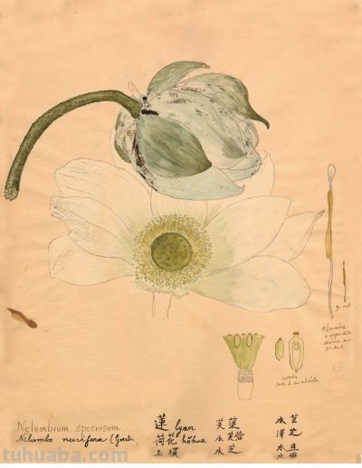 细说北疆博物院的植物科学画 - 图画吧TUHUABA