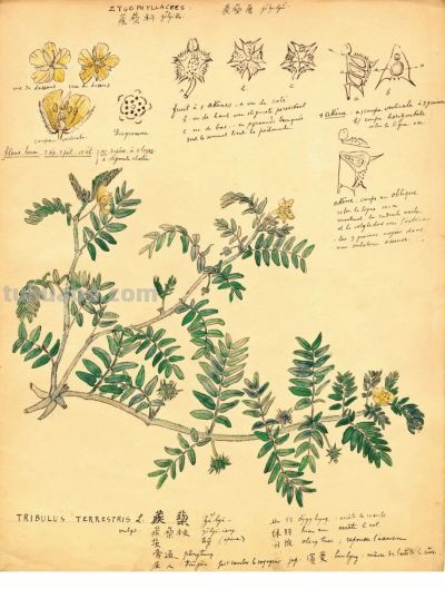 细说北疆博物院的植物科学画 - 图画吧TUHUABA