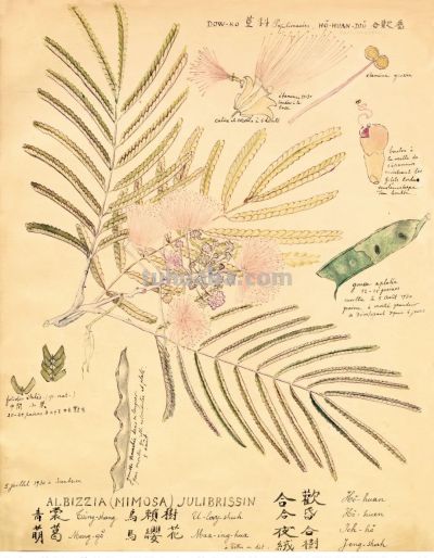 细说北疆博物院的植物科学画 - 图画吧TUHUABA