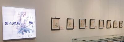 细说北疆博物院的植物科学画 - 图画吧TUHUABA