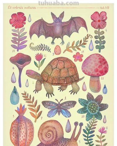 一组奇异自然生物水彩 手绘作品 - 图画吧TUHUABA