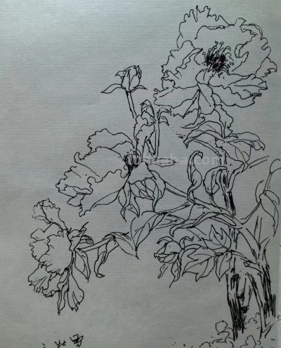 叶海京 —— 人物、花卉 速写作品欣赏 - 叶海京 —— 人物、花卉 速写作品欣赏 - 图画吧TUHUABA