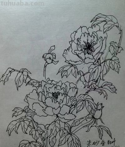 叶海京 —— 人物、花卉 速写作品欣赏 - 叶海京 —— 人物、花卉 速写作品欣赏 - 图画吧TUHUABA