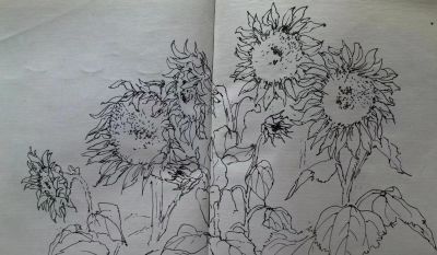 叶海京 —— 人物、花卉 速写作品欣赏 - 叶海京 —— 人物、花卉 速写作品欣赏 - 图画吧TUHUABA