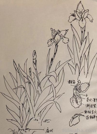 叶海京 —— 人物、花卉 速写作品欣赏 - 叶海京 —— 人物、花卉 速写作品欣赏 - 图画吧TUHUABA