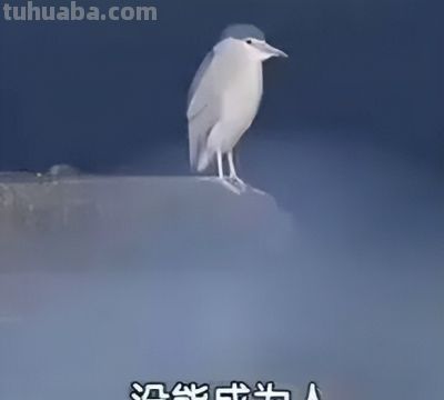 为什么每个来华演出的二次元少女乐队，最后会哭着说再也不来上海 - 图画吧TUHUABA