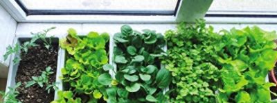 在家种上“3种菜”，吃了又长，长了又吃，简单好养，开心安逸 - 图画吧TUHUABA