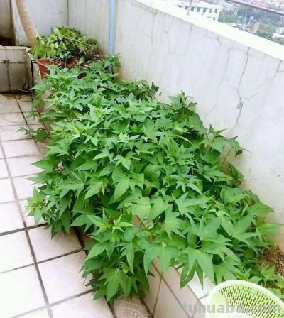 在家种上“3种菜”，吃了又长，长了又吃，简单好养，开心安逸 - 图画吧TUHUABA