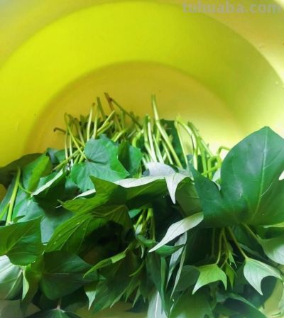 在家种上“3种菜”，吃了又长，长了又吃，简单好养，开心安逸 - 图画吧TUHUABA