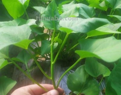 在家种上“3种菜”，吃了又长，长了又吃，简单好养，开心安逸 - 图画吧TUHUABA