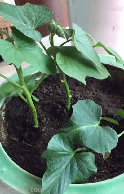 在家种上“3种菜”，吃了又长，长了又吃，简单好养，开心安逸 - 图画吧TUHUABA