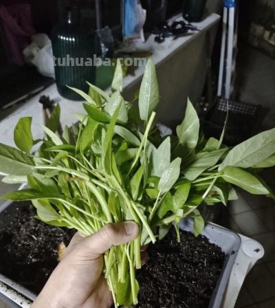 在家种上“3种菜”，吃了又长，长了又吃，简单好养，开心安逸 - 图画吧TUHUABA