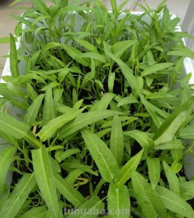 在家种上“3种菜”，吃了又长，长了又吃，简单好养，开心安逸 - 图画吧TUHUABA