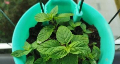 在家种上“3种菜”，吃了又长，长了又吃，简单好养，开心安逸 - 图画吧TUHUABA