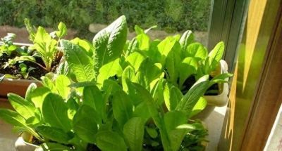 家庭种菜，可以种6种菜，好吃美味营养，还长得特别快特别旺 - 图画吧TUHUABA