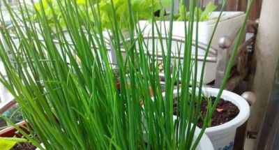 家庭种菜，可以种6种菜，好吃美味营养，还长得特别快特别旺 - 图画吧TUHUABA