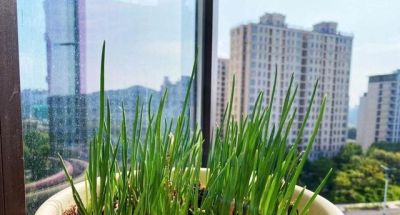 家庭种菜，可以种6种菜，好吃美味营养，还长得特别快特别旺 - 图画吧TUHUABA