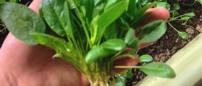 家庭种菜，可以种6种菜，好吃美味营养，还长得特别快特别旺 - 图画吧TUHUABA