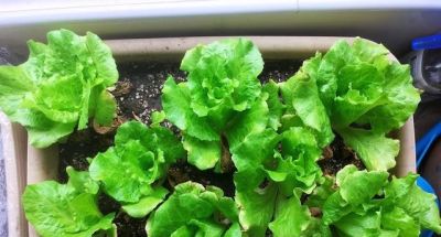 家庭种菜，可以种6种菜，好吃美味营养，还长得特别快特别旺 - 图画吧TUHUABA