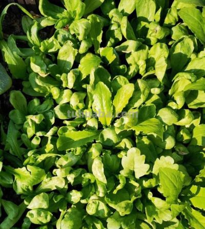 家庭种菜，可以种6种菜，好吃美味营养，还长得特别快特别旺 - 图画吧TUHUABA