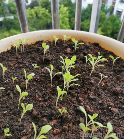 家庭种菜，可以种6种菜，好吃美味营养，还长得特别快特别旺 - 图画吧TUHUABA