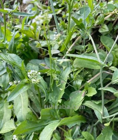 家庭种菜，种植荠菜口感嫩做好3点零失败 - 图画吧TUHUABA