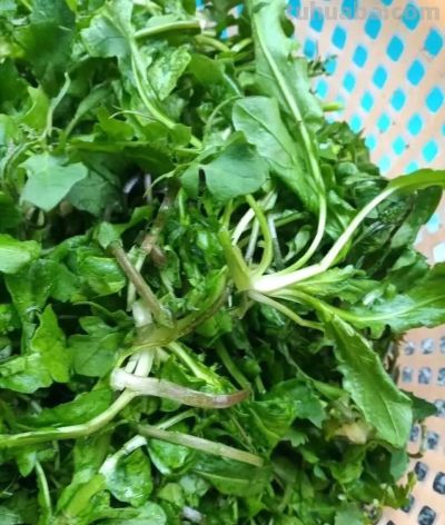 家庭种菜，种植荠菜口感嫩做好3点零失败 - 图画吧TUHUABA