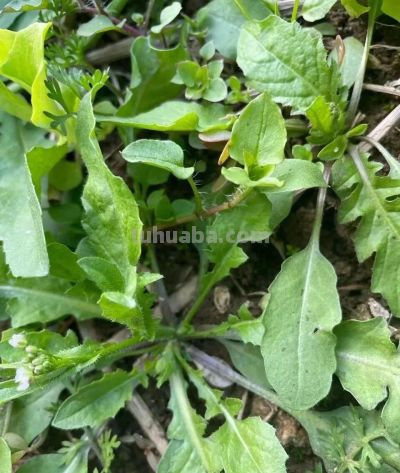 家庭种菜，种植荠菜口感嫩做好3点零失败 - 图画吧TUHUABA