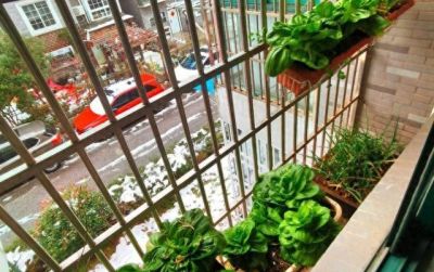 适合家庭种的“6种蔬菜”,发芽快长势旺,四季都能种,太安逸了 - 今日头条 适合家庭种的“6种蔬菜”,发芽快长势旺,四季都能种,太安逸了 - 图画吧TUHUABA