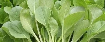 适合家庭种的“6种蔬菜”,发芽快长势旺,四季都能种,太安逸了 - 今日头条 适合家庭种的“6种蔬菜”,发芽快长势旺,四季都能种,太安逸了 - 图画吧TUHUABA