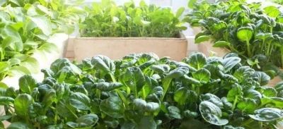 适合家庭种的“6种蔬菜”,发芽快长势旺,四季都能种,太安逸了 - 今日头条 适合家庭种的“6种蔬菜”,发芽快长势旺,四季都能种,太安逸了 - 图画吧TUHUABA