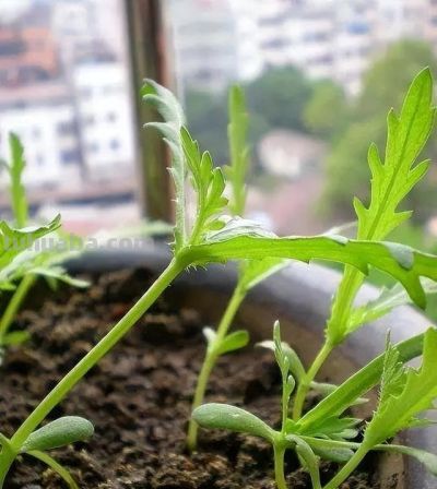 适合家庭种的“6种蔬菜”,发芽快长势旺,四季都能种,太安逸了 - 今日头条 适合家庭种的“6种蔬菜”,发芽快长势旺,四季都能种,太安逸了 - 图画吧TUHUABA