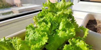 适合家庭种的“6种蔬菜”,发芽快长势旺,四季都能种,太安逸了 - 今日头条 适合家庭种的“6种蔬菜”,发芽快长势旺,四季都能种,太安逸了 - 图画吧TUHUABA