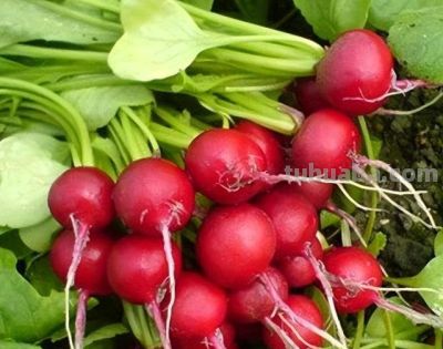 适合家庭种的“6种蔬菜”,发芽快长势旺,四季都能种,太安逸了 - 今日头条 适合家庭种的“6种蔬菜”,发芽快长势旺,四季都能种,太安逸了 - 图画吧TUHUABA