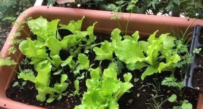 适合家庭种的“6种蔬菜”,发芽快长势旺,四季都能种,太安逸了 - 今日头条 适合家庭种的“6种蔬菜”,发芽快长势旺,四季都能种,太安逸了 - 图画吧TUHUABA