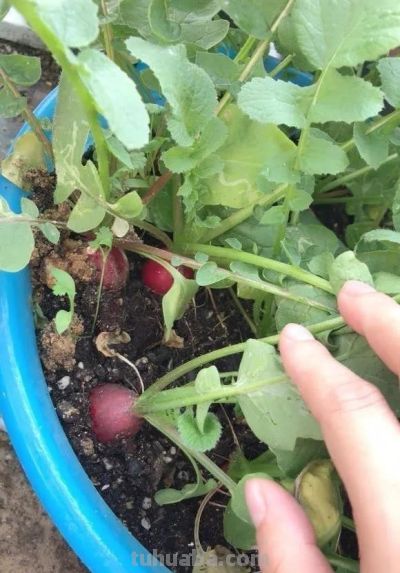 适合家庭种的“6种蔬菜”,发芽快长势旺,四季都能种,太安逸了 - 今日头条 适合家庭种的“6种蔬菜”,发芽快长势旺,四季都能种,太安逸了 - 图画吧TUHUABA