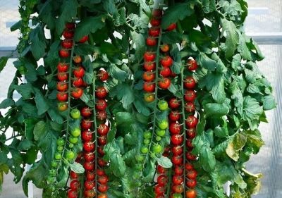 适合家庭种的“6种蔬菜”,发芽快长势旺,四季都能种,太安逸了 - 今日头条 适合家庭种的“6种蔬菜”,发芽快长势旺,四季都能种,太安逸了 - 图画吧TUHUABA