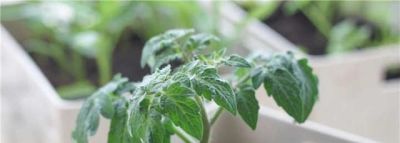 适合家庭种的“6种蔬菜”,发芽快长势旺,四季都能种,太安逸了 - 今日头条 适合家庭种的“6种蔬菜”,发芽快长势旺,四季都能种,太安逸了 - 图画吧TUHUABA