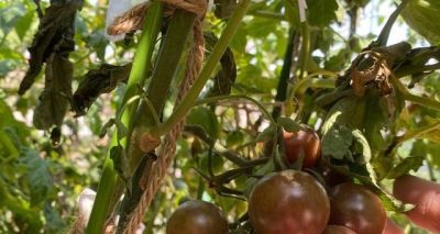 适合家庭种的“6种蔬菜”,发芽快长势旺,四季都能种,太安逸了 - 今日头条 适合家庭种的“6种蔬菜”,发芽快长势旺,四季都能种,太安逸了 - 图画吧TUHUABA