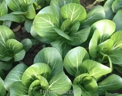 适合家庭种的“6种蔬菜”,发芽快长势旺,四季都能种,太安逸了 - 今日头条 适合家庭种的“6种蔬菜”,发芽快长势旺,四季都能种,太安逸了 - 图画吧TUHUABA