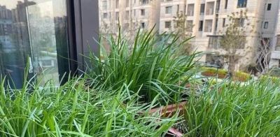 适合家庭种的“6种蔬菜”,发芽快长势旺,四季都能种,太安逸了 - 今日头条 适合家庭种的“6种蔬菜”,发芽快长势旺,四季都能种,太安逸了 - 图画吧TUHUABA