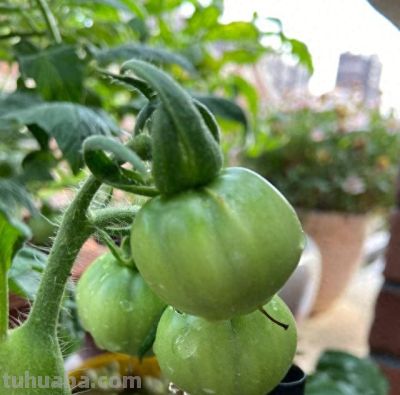 在家怎么种菜？教你3招，盆盆菜长势旺盛，收获颇丰，采摘不停 - 今日头条