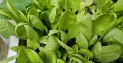 在家怎么种菜？教你3招，盆盆菜长势旺盛，收获颇丰，采摘不停 - 图画吧TUHUABA