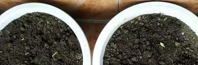 在家怎么种菜？教你3招，盆盆菜长势旺盛，收获颇丰，采摘不停 - 图画吧TUHUABA