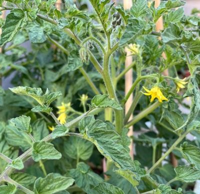 在家怎么种菜？教你3招，盆盆菜长势旺盛，收获颇丰，采摘不停 - 图画吧TUHUABA