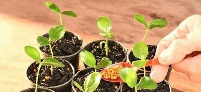 在家怎么种菜？教你3招，盆盆菜长势旺盛，收获颇丰，采摘不停 - 图画吧TUHUABA