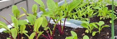 在家怎么种菜？教你3招，盆盆菜长势旺盛，收获颇丰，采摘不停 - 图画吧TUHUABA