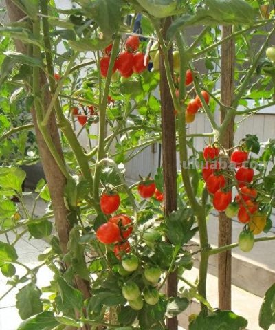 “2种蔬菜”在家就能种，长得快结果多吃不完，种植过程简单有趣 - 今日头条