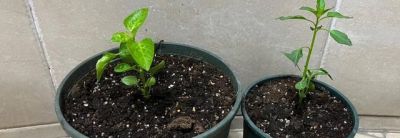 “2种蔬菜”在家就能种，长得快结果多吃不完，种植过程简单有趣 - 图画吧TUHUABA