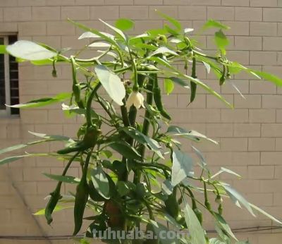 “2种蔬菜”在家就能种，长得快结果多吃不完，种植过程简单有趣 - 图画吧TUHUABA